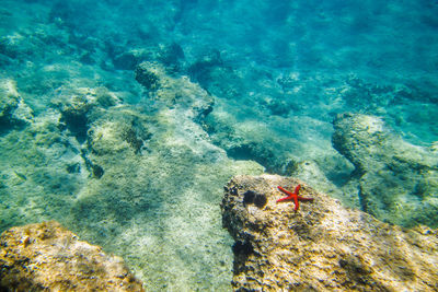 High angle view of crab on beach