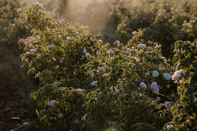 Close-up of purple flowering plants on field