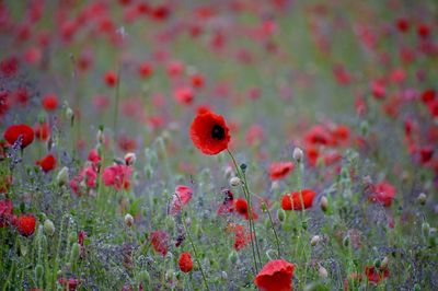 Close-up of red poppy in field