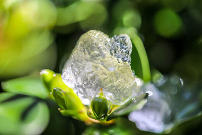 Close-up of wet flower