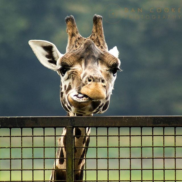 animal themes, one animal, mammal, domestic animals, portrait, animal head, pets, looking at camera, focus on foreground, dog, close-up, no people, wildlife, low angle view, zoology, fence, day, outdoors, standing