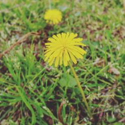 Close-up of yellow flowers blooming in field