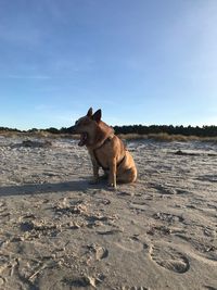 Dog looking away on beach