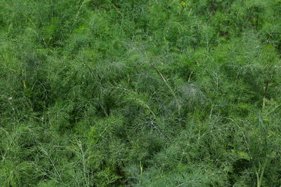 Full frame shot of grass on field