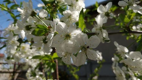 Close-up of white cherry blossoms in spring