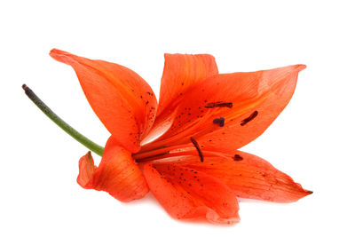 Close-up of flower over white background