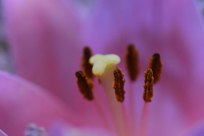 Macro shot of purple flowering plant