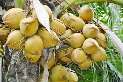 Close-up of fruits