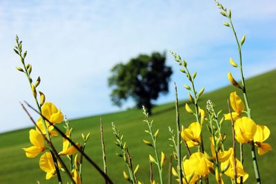 Close-up of yellow flowering plant on field