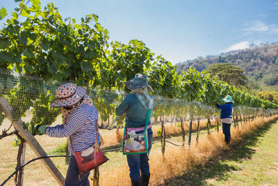 Unidentified worker netting grape wine with wire mesh in vineyard.