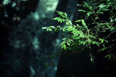 Close-up of plant growing on field