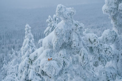 Close-up of frozen plants on land