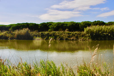 Scenic view of lake by trees against sky