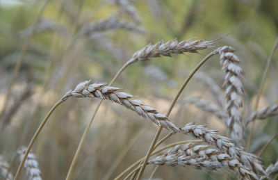 Close-up of wheat growing on field