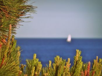 Close-up of palm tree by sea against sky