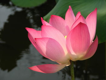 Close-up of pink lotus in lake