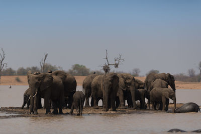 View of elephant drinking water against clear sky