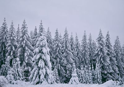 Scenic view of snow covered landscape