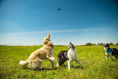 View of dogs on field against sky