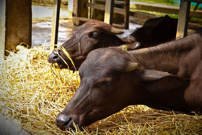 Close-up of a cow