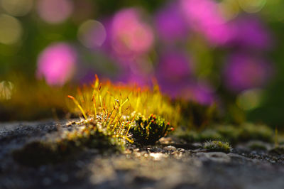 Close-up of green leaf on ground