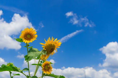 Low angle view of sunflower against sky