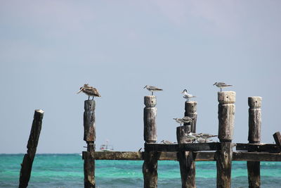 Seagulls perching on wooden post against clear sky