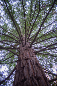 Low angle view of tree in forest