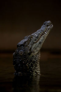 Close-up of crocodile in water at night