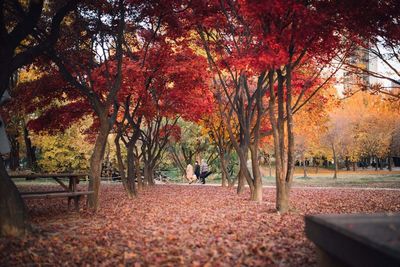 Trees in park during autumn