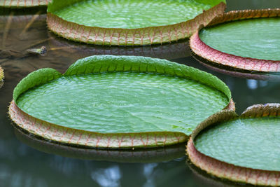 Close-up of green leaves