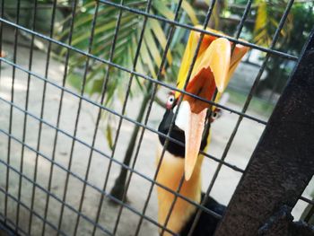 High angle view of bird on metal grate