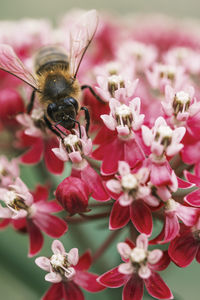 Close-up of bee pollinating on pink flower