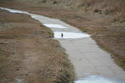 Bird in puddle on field