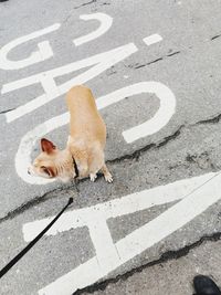 High angle view of cat on street