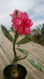 Close-up of pink flowers against sky