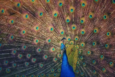 Close-up of peacock