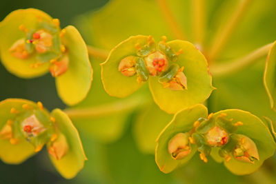 Close-up of honey bee on plant