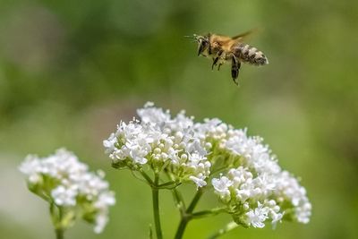 Close-up of insect pollinating on white flower