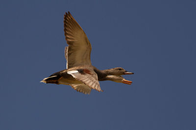 Close-up of mallard ducks flying against clear sky
