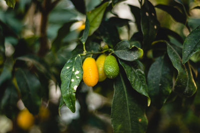 Close-up of fruit growing on tree