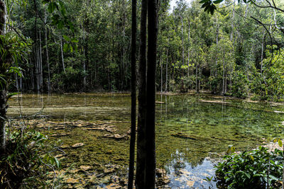 Scenic view of waterfall in forest