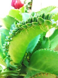 Close-up of cactus plant