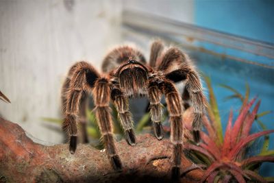 Close-up of spider on plant