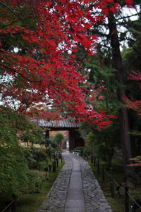 Scenic view of tree during autumn