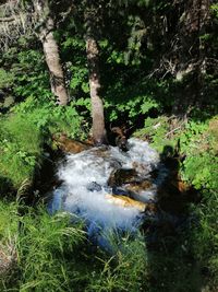 Waterfall in forest