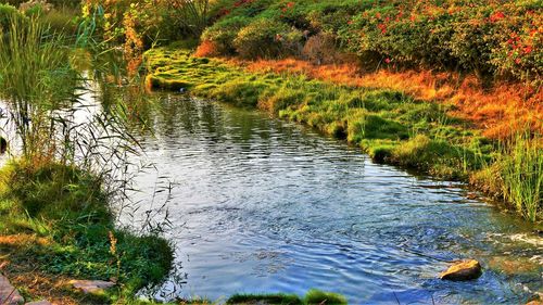 Scenic view of lake in forest