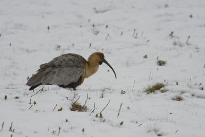 Bird perching on snow covered land