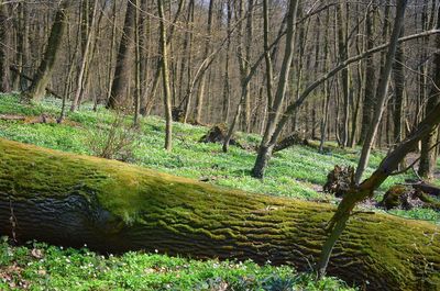 Trees growing in forest