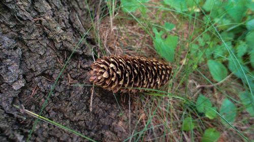 Close-up of pine cone on ground